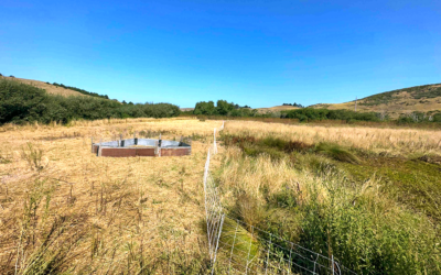 Grazing for Fire Mitigation at Fifth Crow Farm