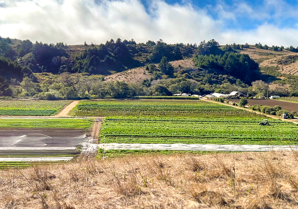 Fifth Crow Farm, Pescadero, CA