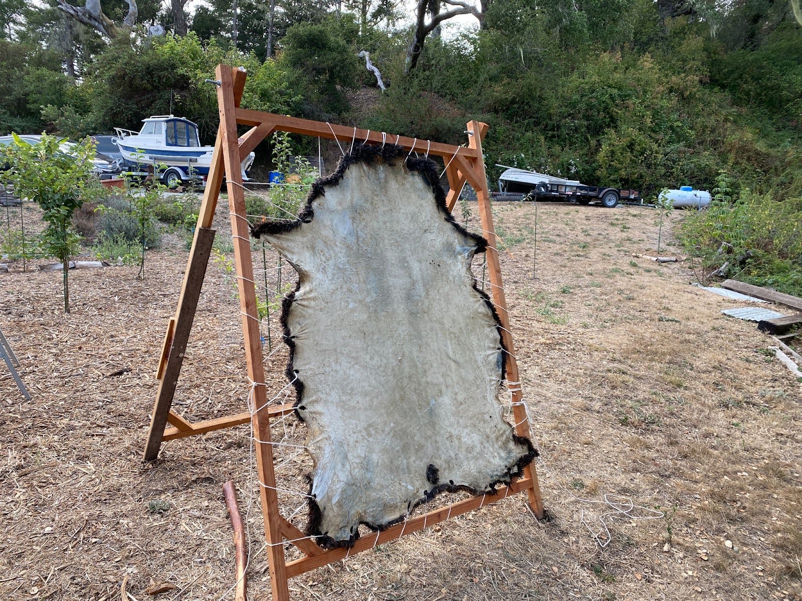 The traditional tanning method--stretching the hide. Good use of byproducts of carcass utilization.