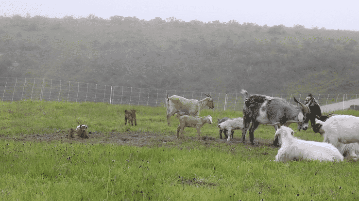 Cattle grazing on TomKat Ranch