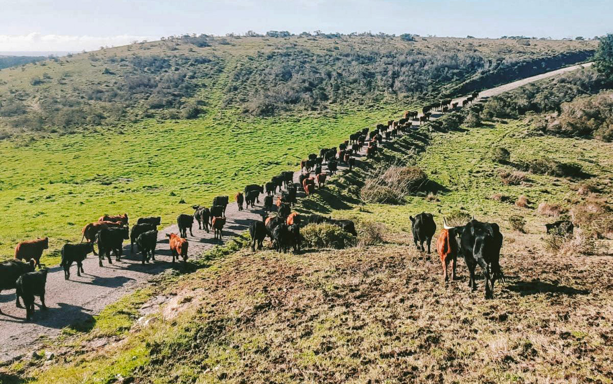 Cattle grazing on TomKat Ranch