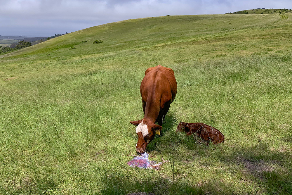 Cattle grazing on TomKat Ranch