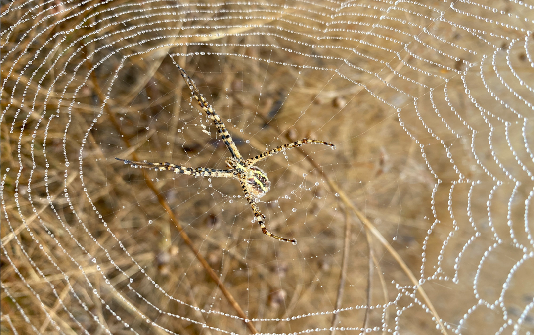 Black widow spider