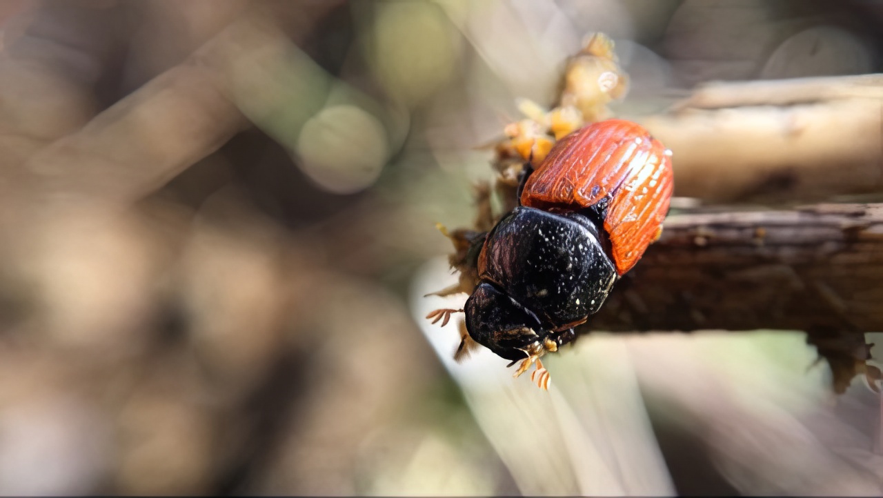 Dung beetle - TomKat Ranch