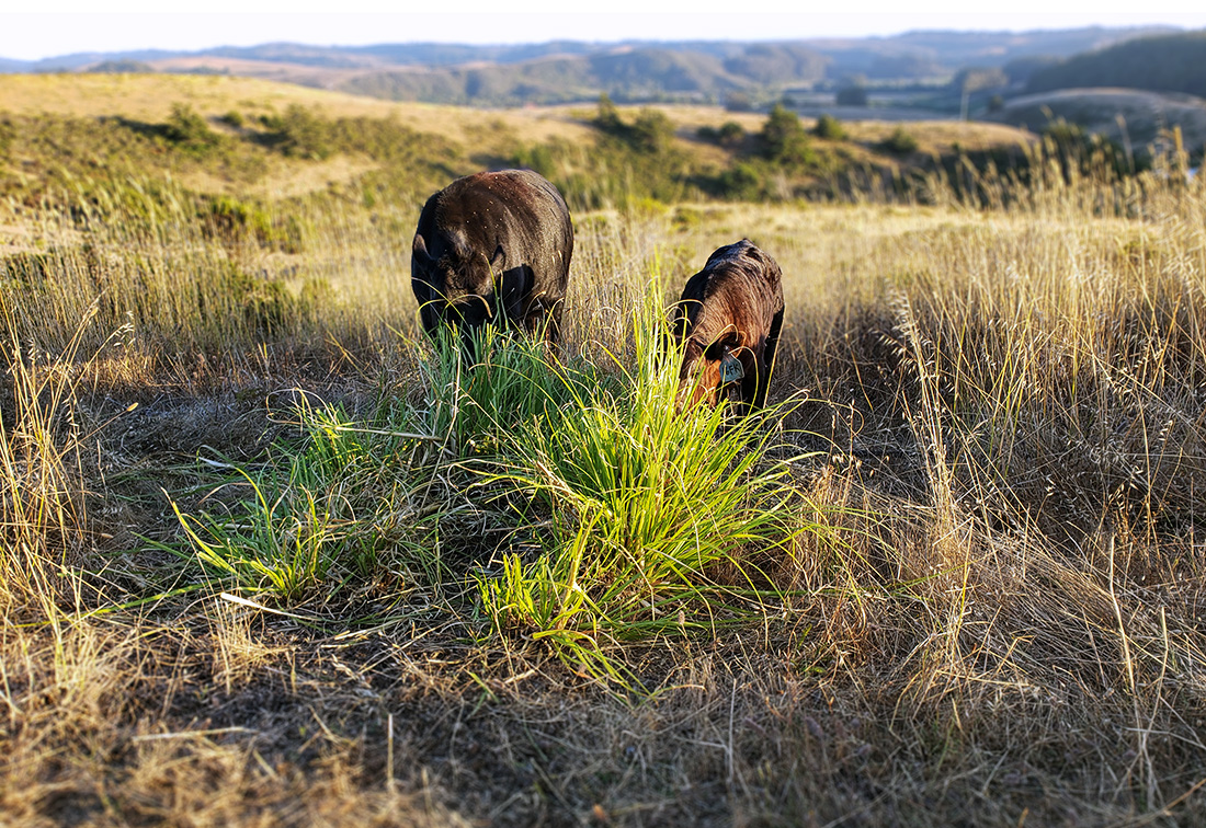 Cattle grazing on TomKat Ranch