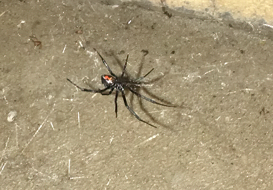 Black widow spider