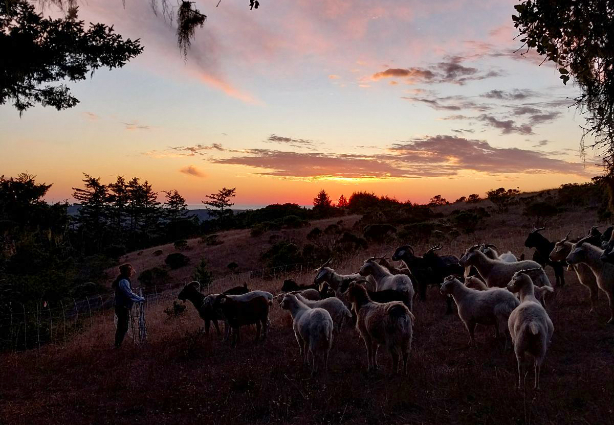 Cattle grazing on TomKat Ranch