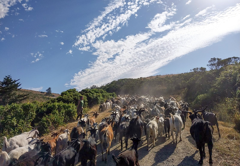 Cattle grazing on TomKat Ranch