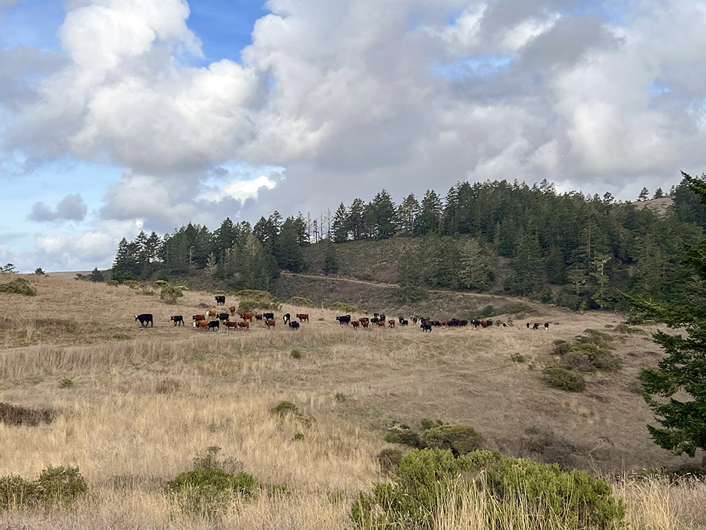 Cattle grazing on TomKat Ranch