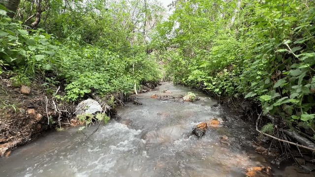 The flowing waters of Honsinger Creek, TomKat Ranch