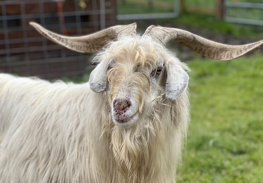 Stevie, our new breeding-buck member of the family at TomKat Ranch. Photo: William Milliot