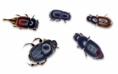 Dung Beetle Populations at TomKat Ranch 2022 & 2023