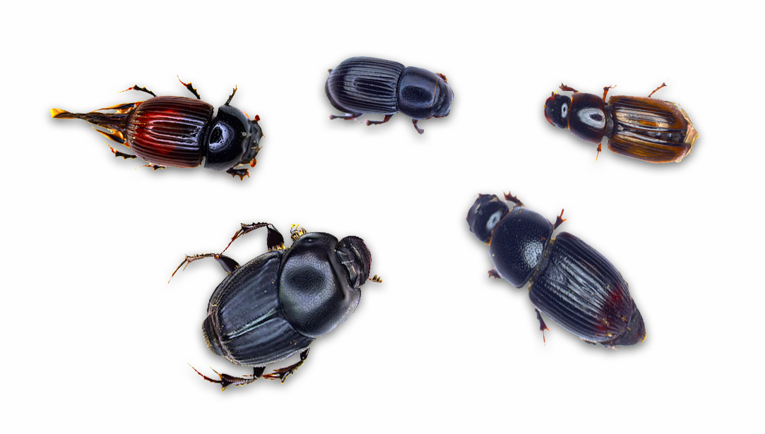 Group of dung beetles found on TomKat Ranch