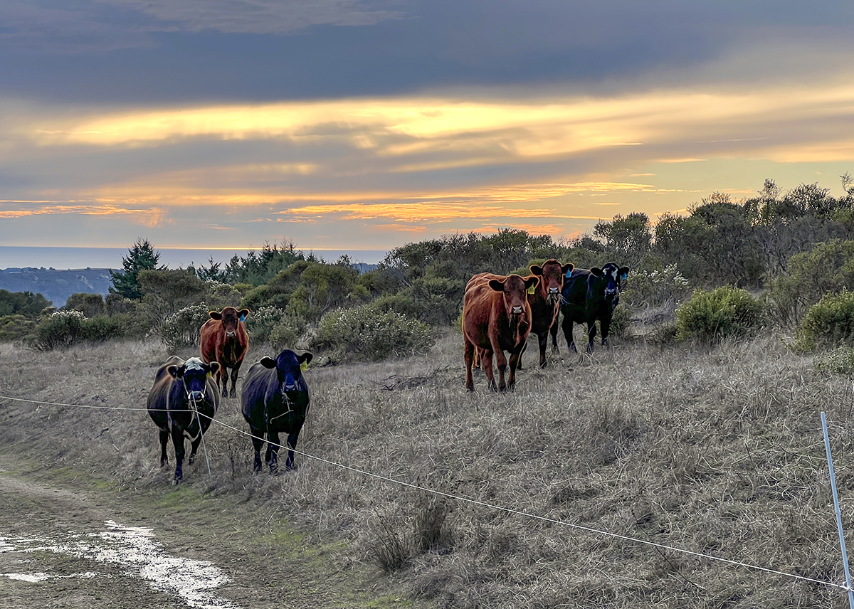 Cattle standing in a pasture on TomKat Ranch as the sun sets behind them