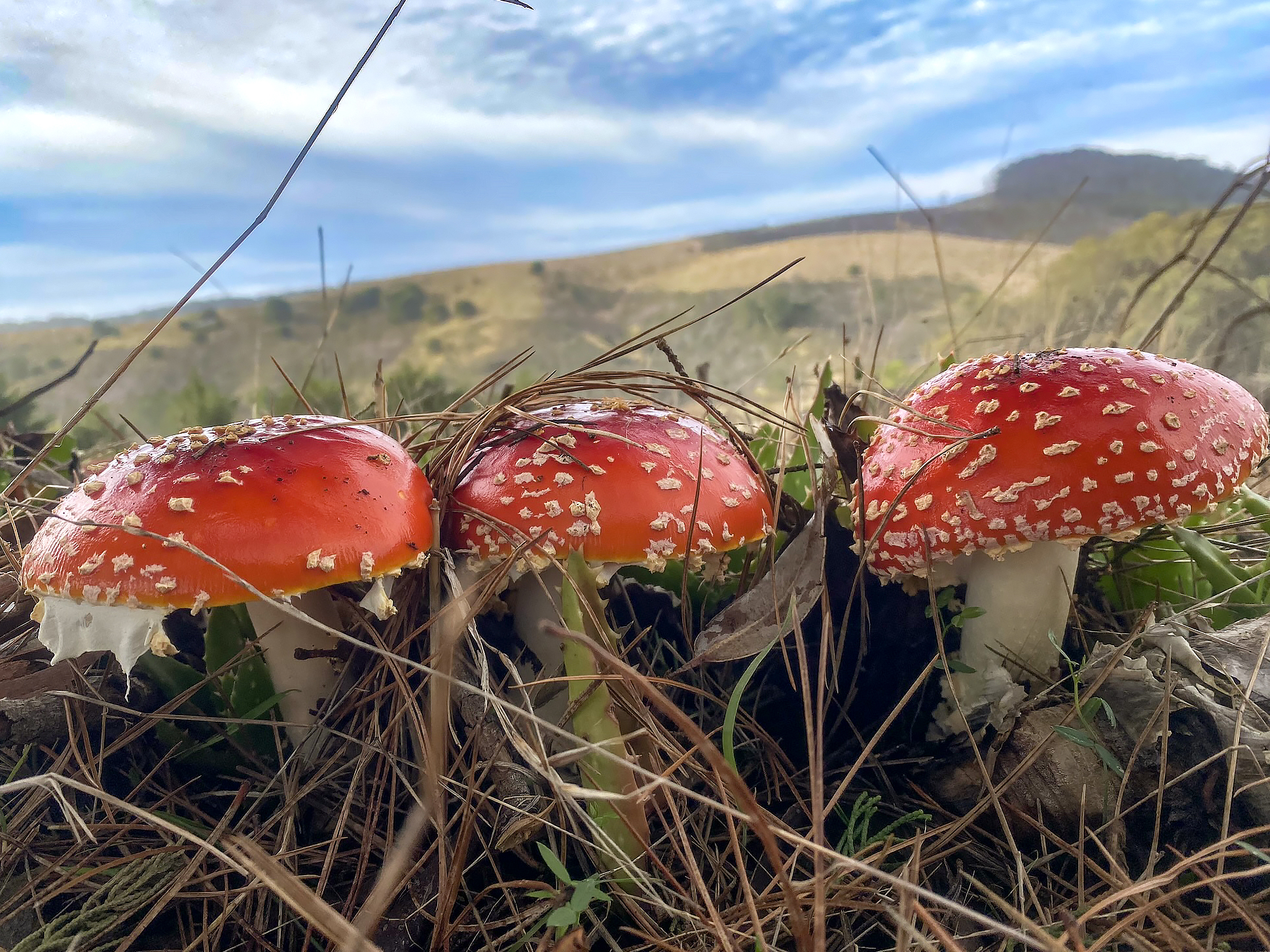 Fly Agaric (Amanita muscaria) by Kim Kitchener.