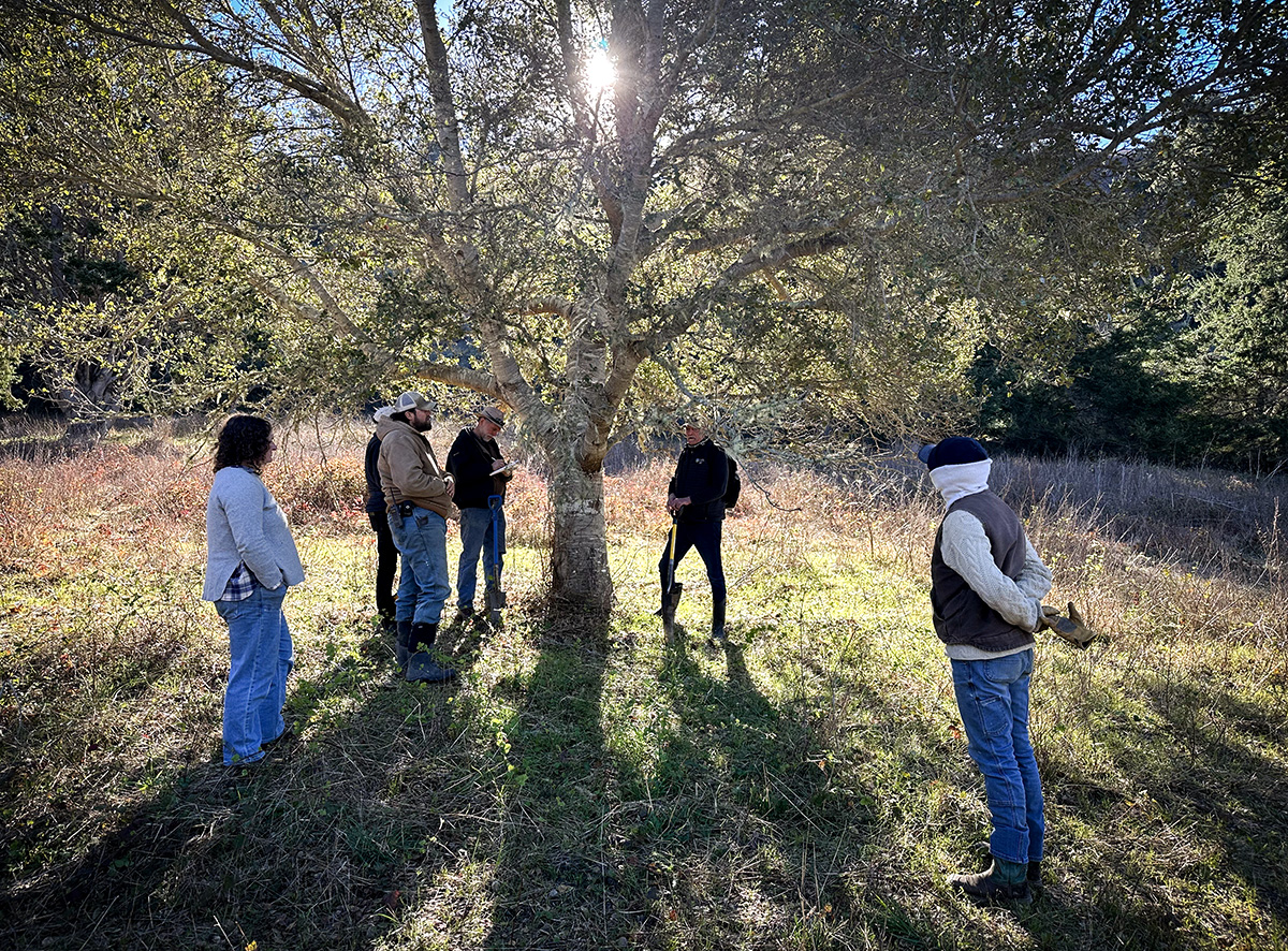TomKat Ranch staff stand around a tree with the sun shinning through it as part of the ongoing soil learning sessions with Wendell Gilgert