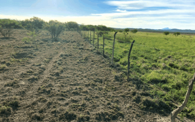 Where Restoration Meets Management, Article 1