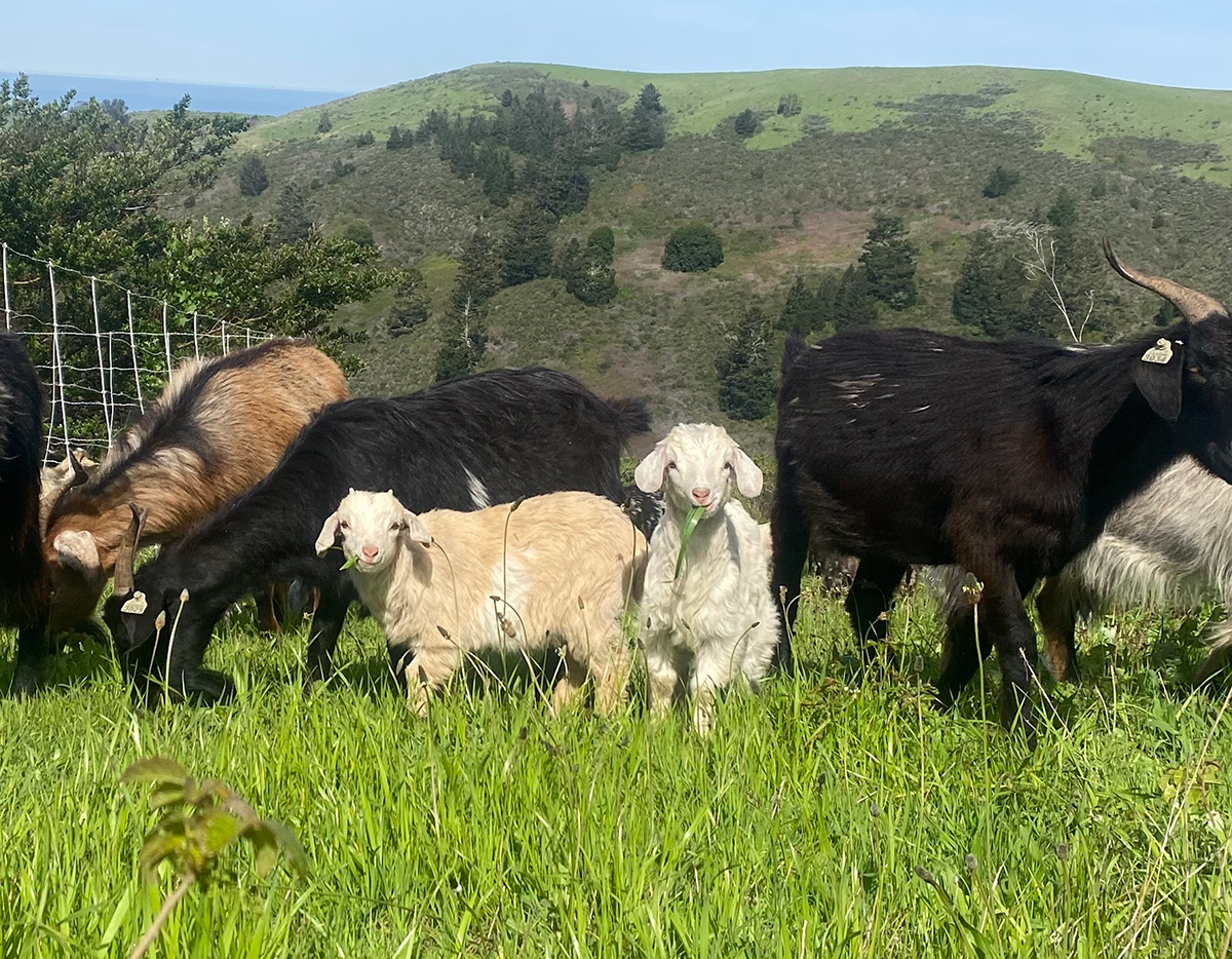 "Little grazers," by Kim Kitchener