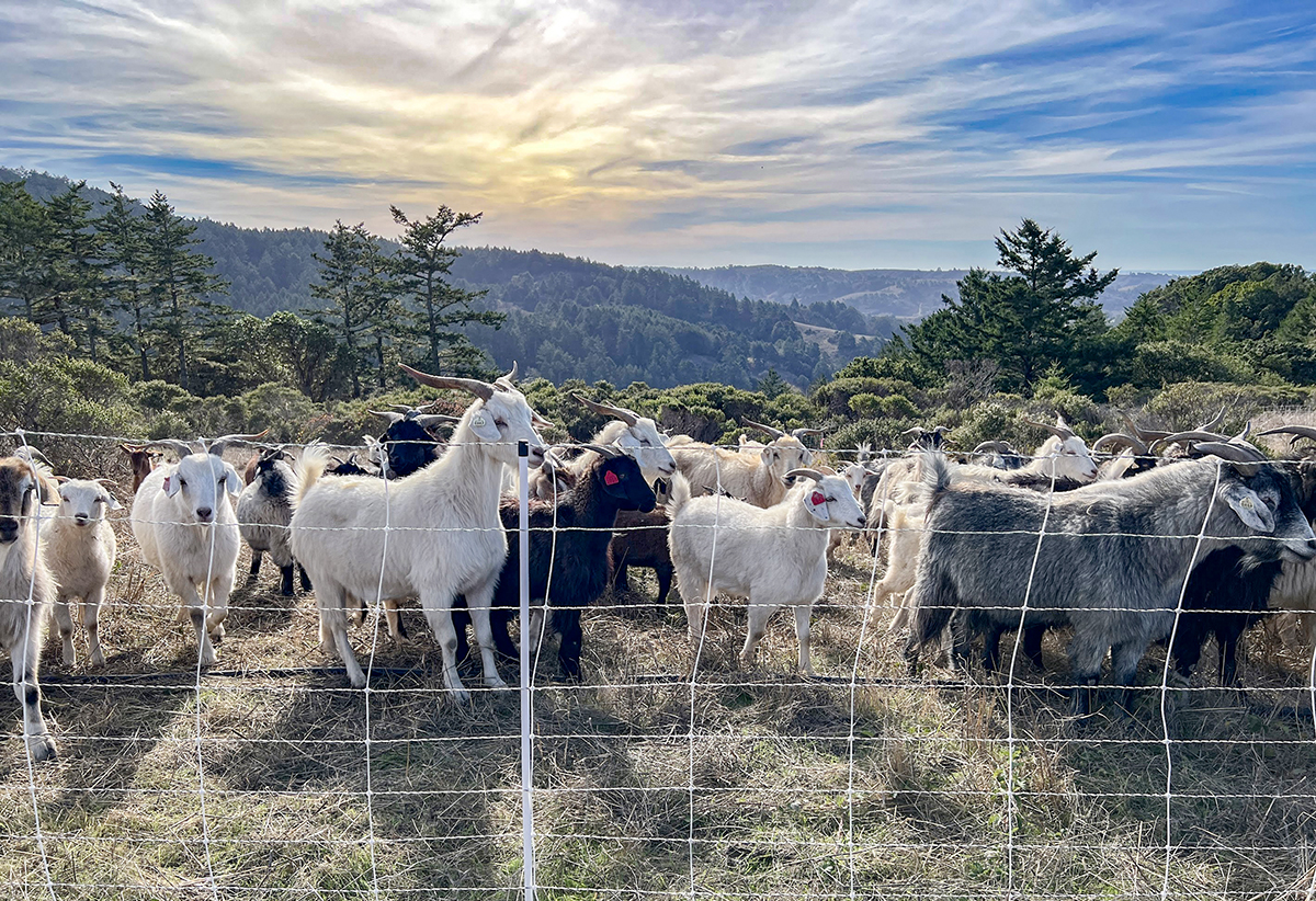 Some of the TomKat Ranch cattle helping to manage our pasture.
