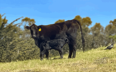 From the Field: Calving Season Reflections