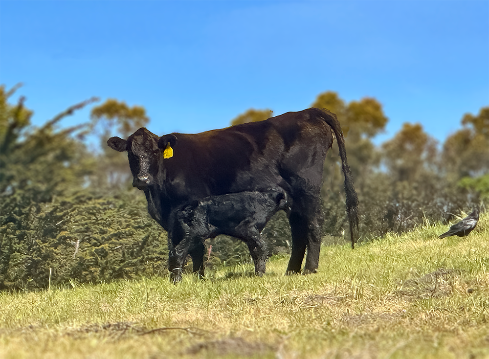 tkr-calf-1 A new TomKat Ranch calf instinctively knows where to go for nourishment! Photo by Annie Fresquez.