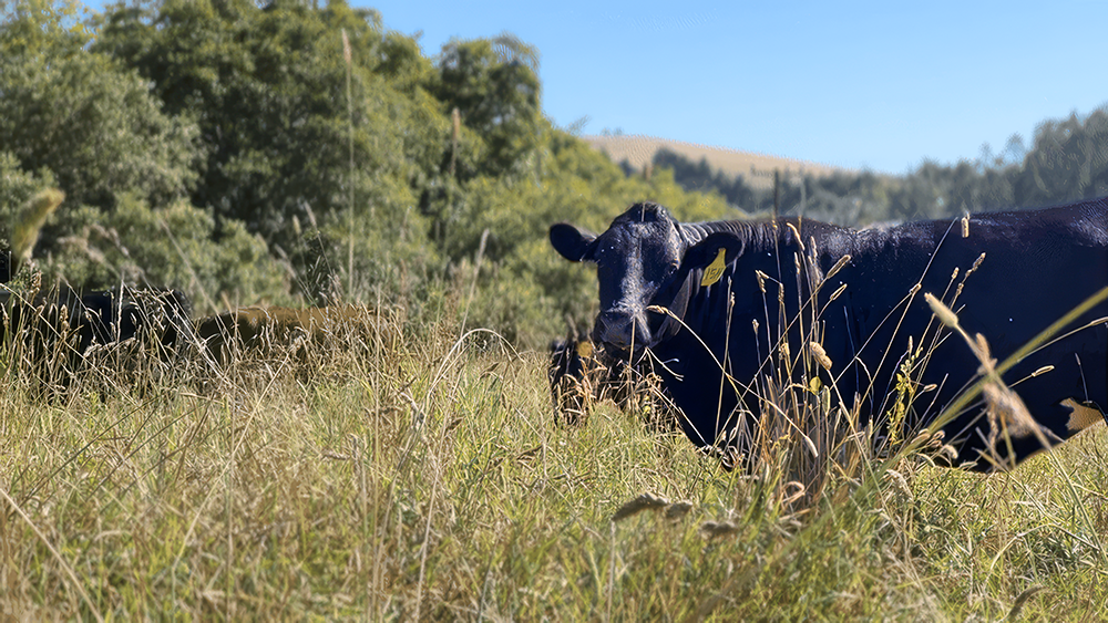 grazing-video-series Cows grazing at TomKat Ranch