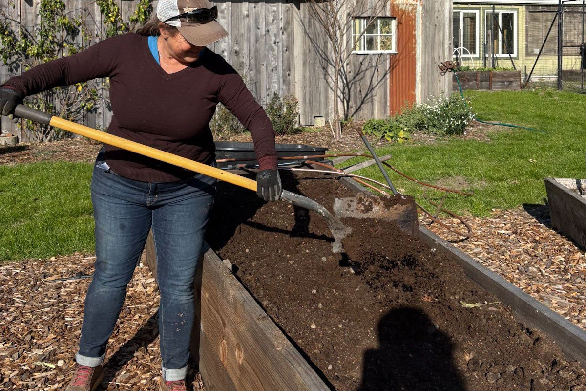 Here we see a few shovels full of Vermicast in the raised vegetable bed