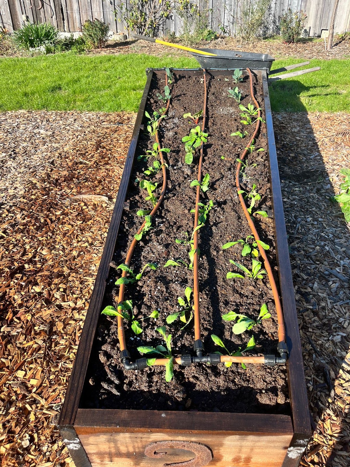 Just after planting using Vermicast 