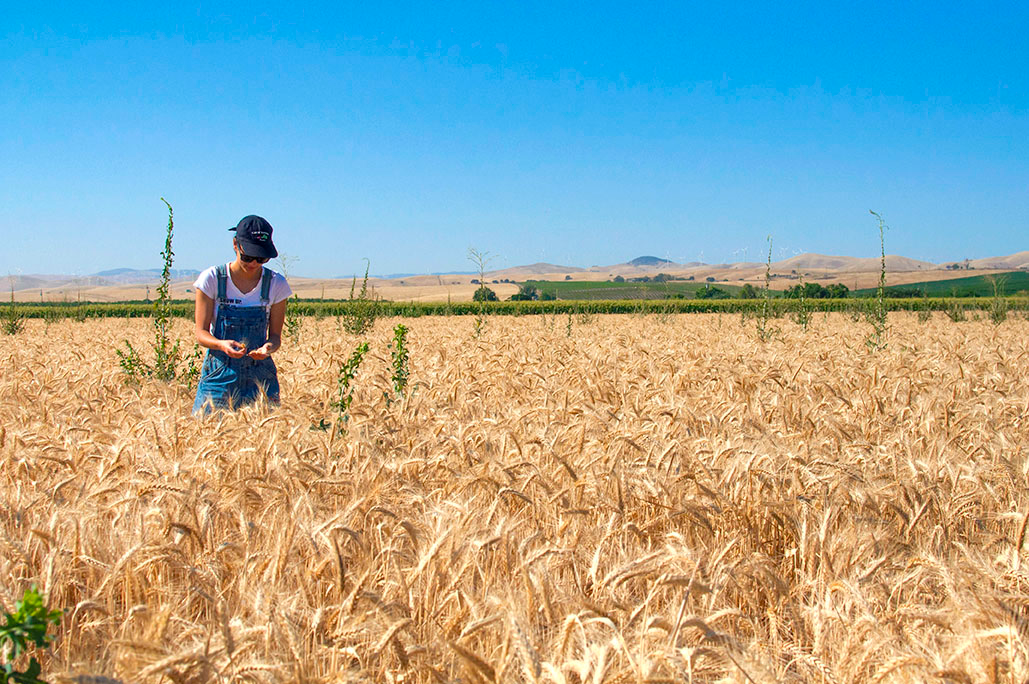 Rachel Sullivan in a field of wheat