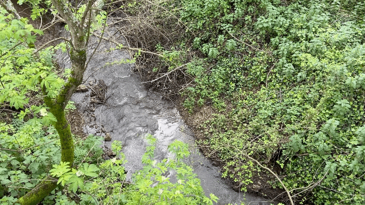 In the intricate dance of the water cycle, groundwater descends through the soils of TomKat Ranch, feeding the flow of Honsinger Creek. This stream journeys towards the Pacific Ocean, where it will ultimately evaporate back into the atmosphere, once more setting the stage for the formation of rain.