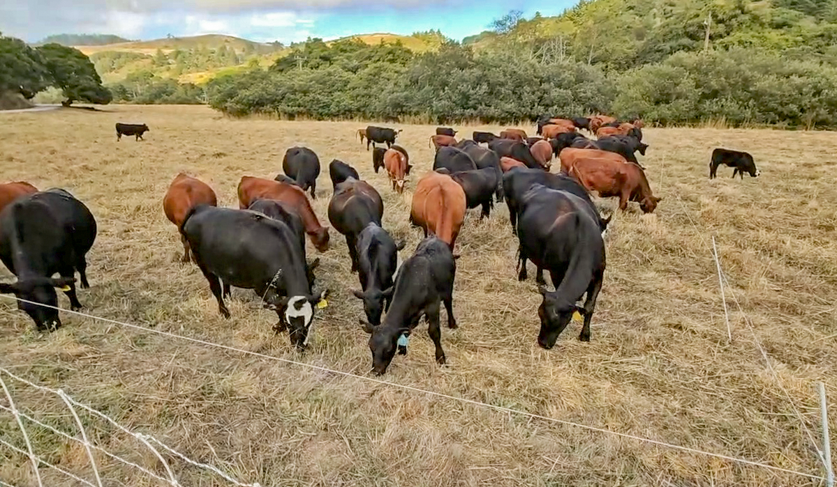 Cows and calves grazing behind the wire. Planned grazing requires using hotwires to confine cattle to the specific areas we decide on for grazing impact.
