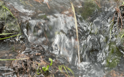 The Water Cycle, Part 3 of 3: Valuing Ecosystems and Their Role in Balancing the Climate