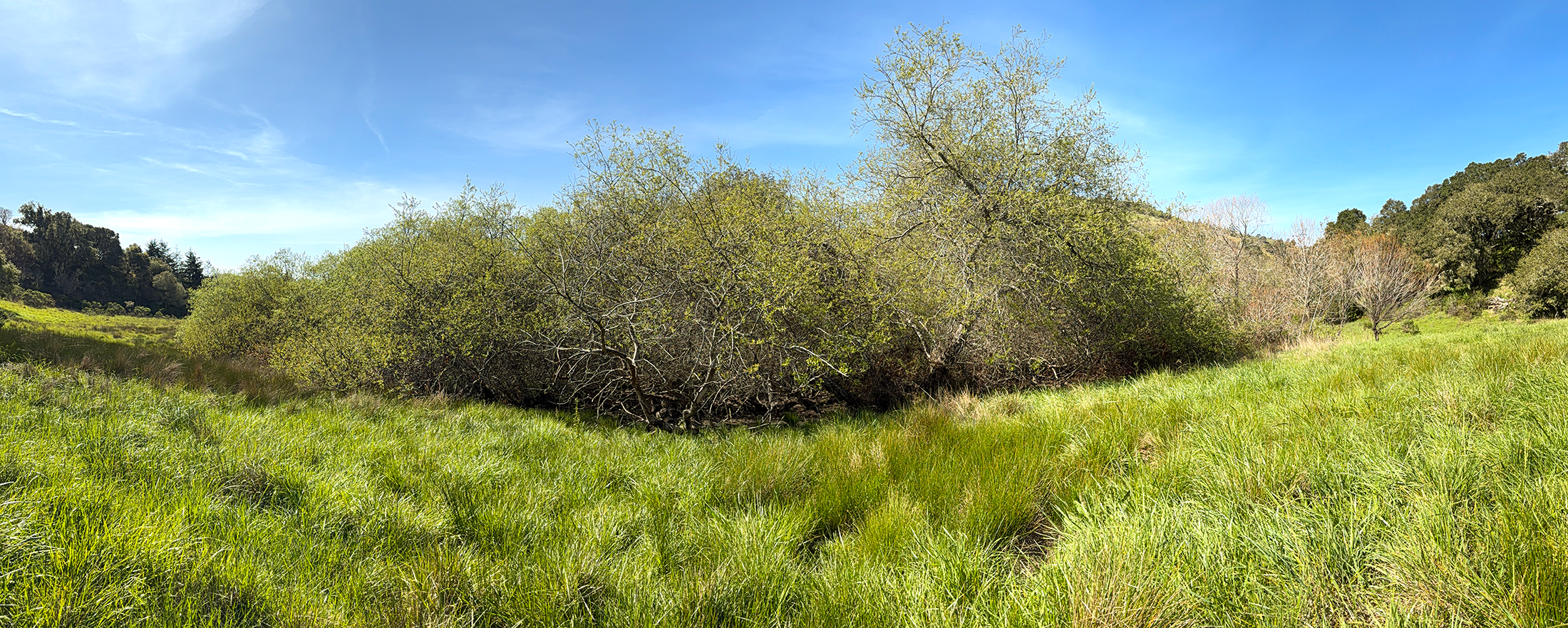 Willows growing in the riparian area of the Wild Rose Pasture at TomKat Ranch.
