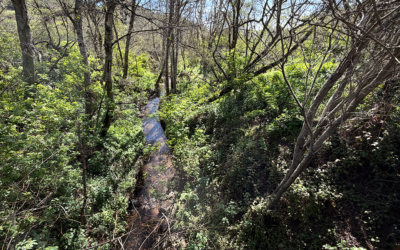 Celebrating Successes in Riparian Forest Restoration