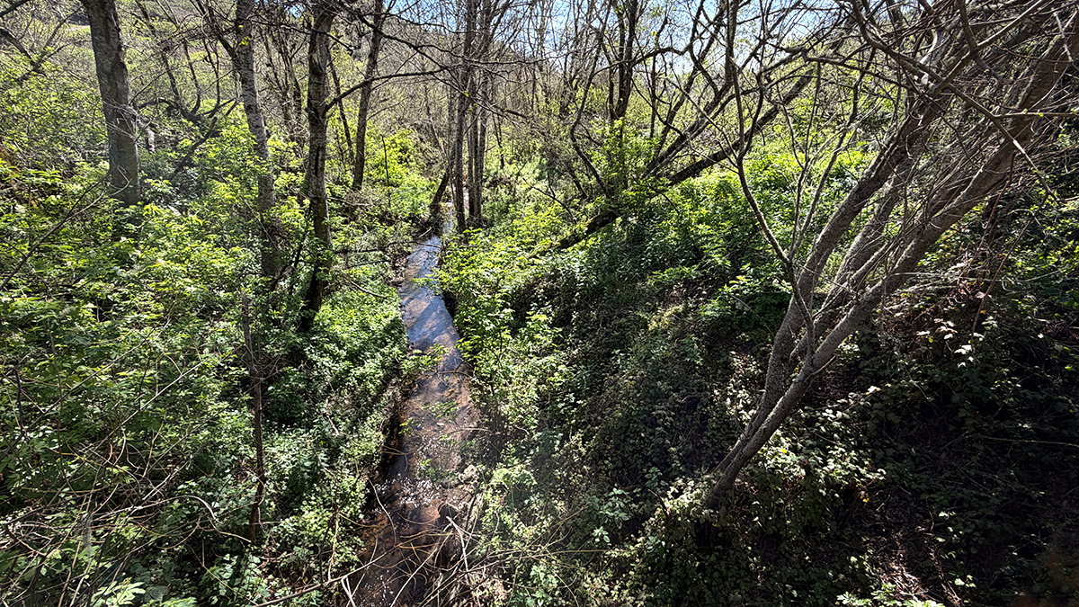 Honsinger Creek, the TomKat Ranch primary riparian corridor, is beginning its spring leaf-out just in time for the return of summer migratory birds.