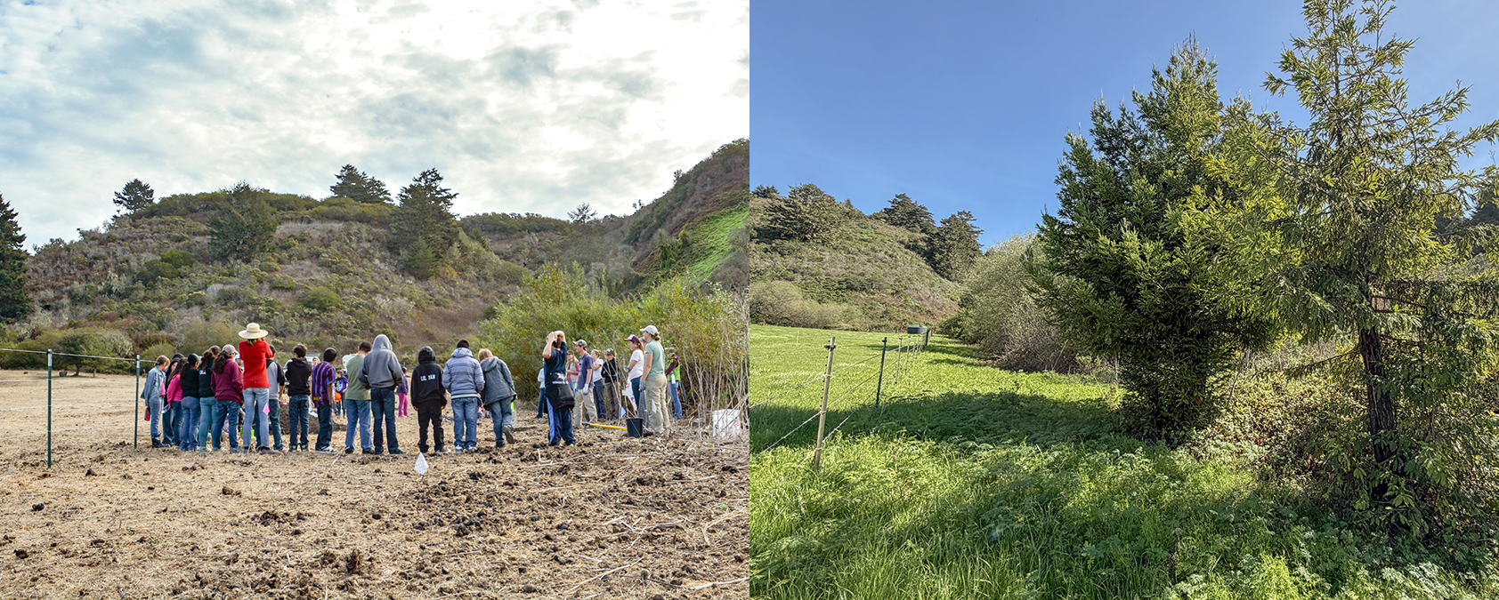 After 10 years of growth, the riparian habitat on a horse pasture on TomKat Ranch looks great, thanks to local school volunteers of the 2016 STRAW Project.
