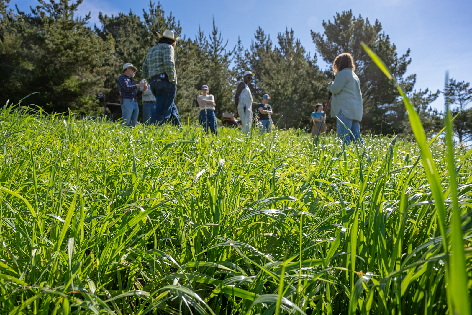 Name of the pasture: Stage North B Approximate date of bale grazing: Fall 2025 Name of the pasture: Stage North B<br />
Approximate date of bale grazing: Fall 2025