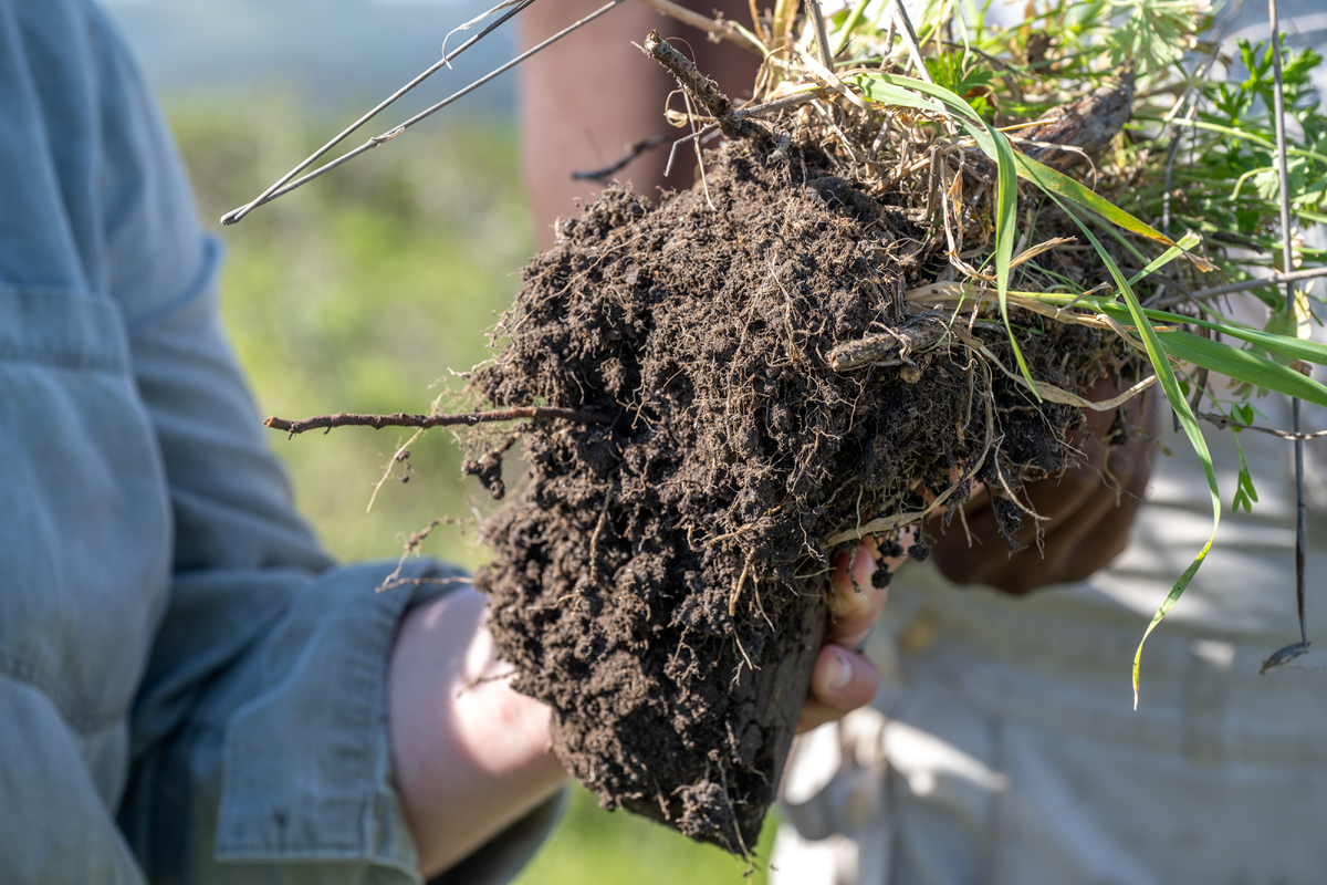 Root system pulled from a bale grazing pasture. Root system pulled from a bale grazing pasture.
