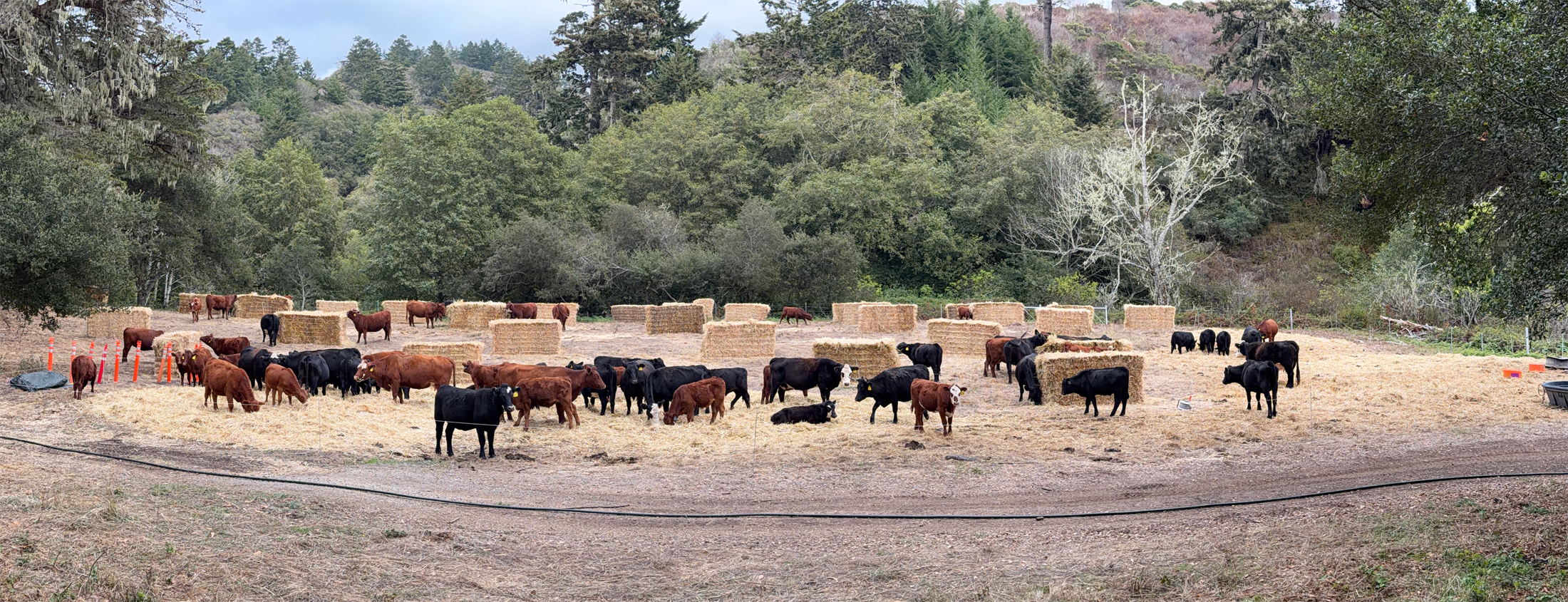 Name of the pasture: PRBO - 1 Approximate date of bale grazing: Fall 2025 Name of the pasture: PRBO - 1<br />
Approximate date of bale grazing: Fall 2025