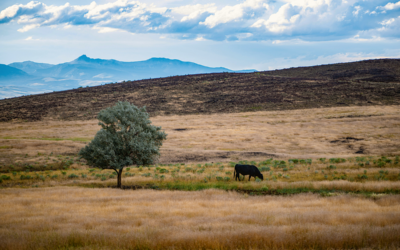 A lone cow on a large pasture, Photo by Steven Cordes on Unsplash