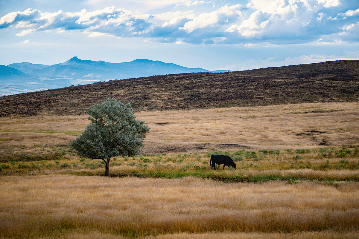 A lone cow on a large pasture, Photo by Steven Cordes on Unsplash