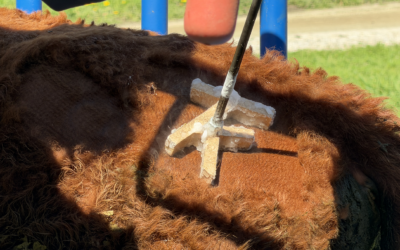 y-iced-cooled brand being applied to the hindquarters of our cattle.