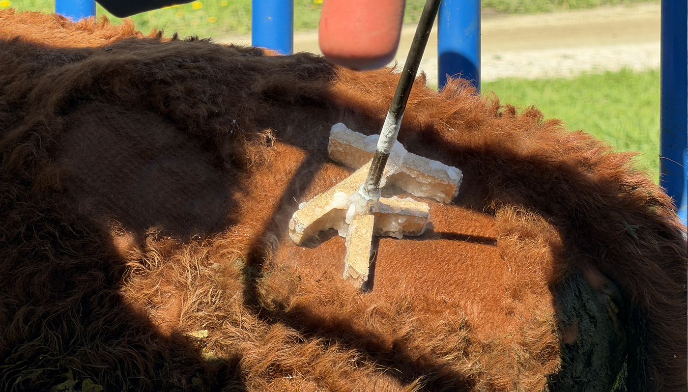 Dry-iced-cooled brand being applied to the hindquarters of TomKat Ranch cattle.