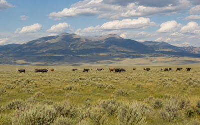 A string of cattle on a Montana range