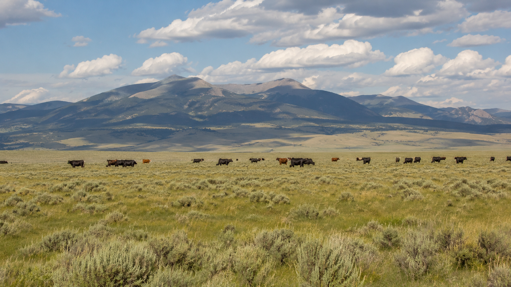 A string of cattle on a Montana range
