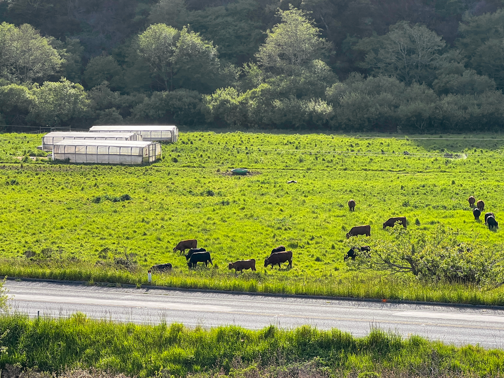 Root Down Farm mobile chicken tractors with TomKat Ranch cattle.