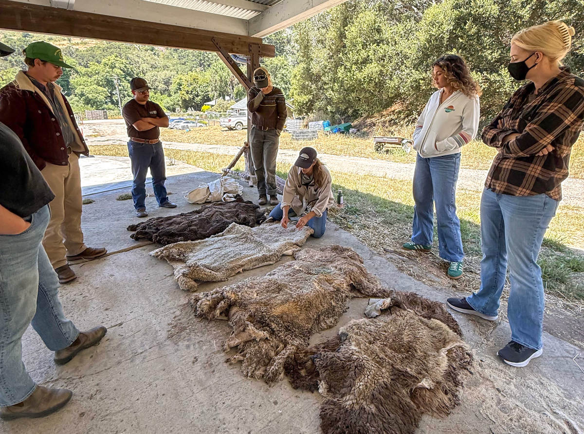 TomKat Ranch 2026 interns learning about tanning goat hides. Photo by Bella Newcomb.