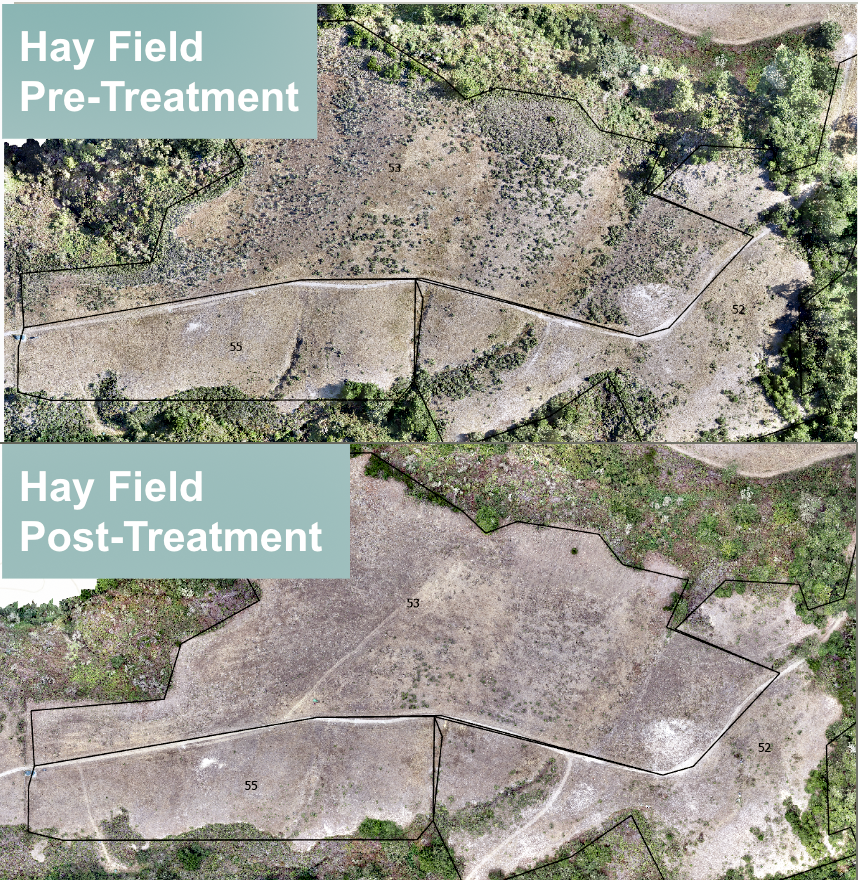 The before-and-after results from the Hay Field pasture crushing treatment at TomKat Ranch, 2026.