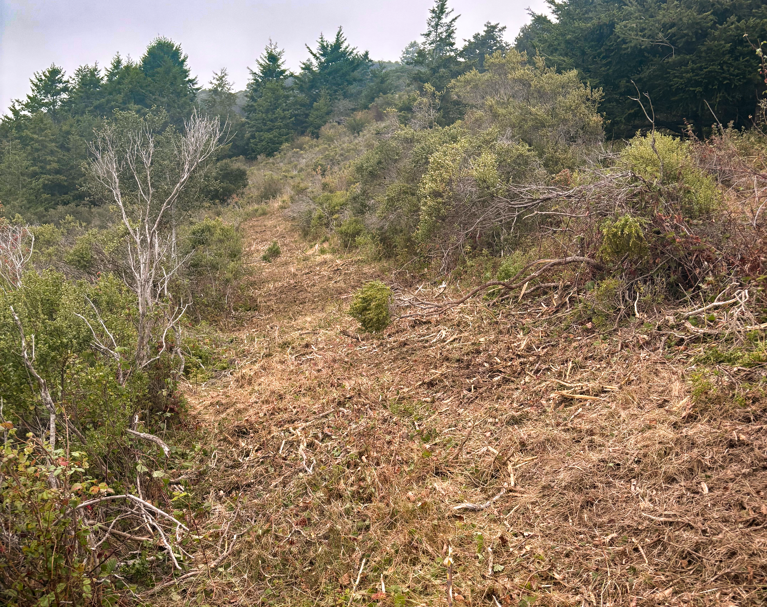 One of the cut lines after mastication at TomKat Ranch.