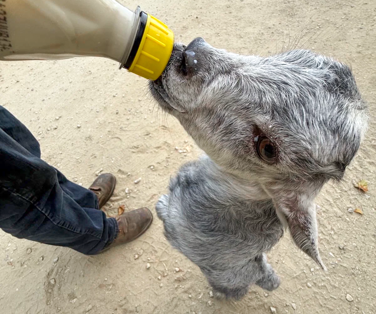 "Zoomy," an orphaned wether, reaches up for some much-needed formula. Photo by Matt Habib, 2026 Summer intern. "Zoomy," an orphaned wether, reaches up for some much-needed formula. Photo by Matt Habib, 2026 Summer intern.